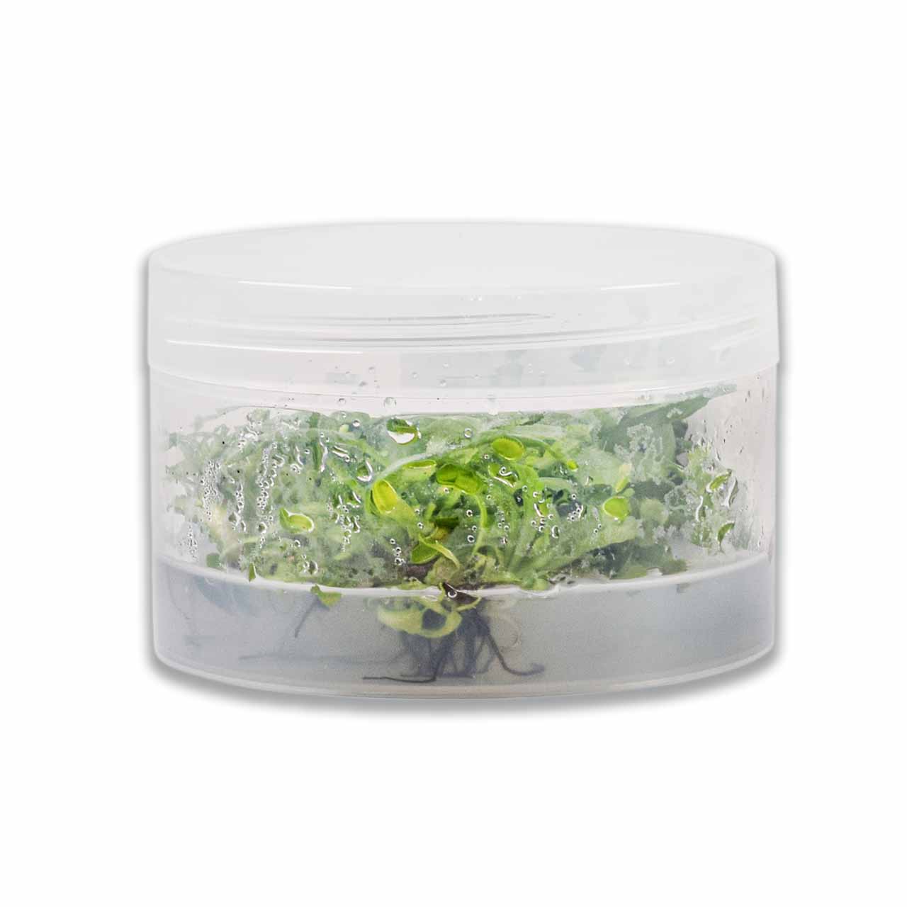 Меристема MASHA BLOOM Венерина мухоловка (Dionaea muscipula) Ø90 мм