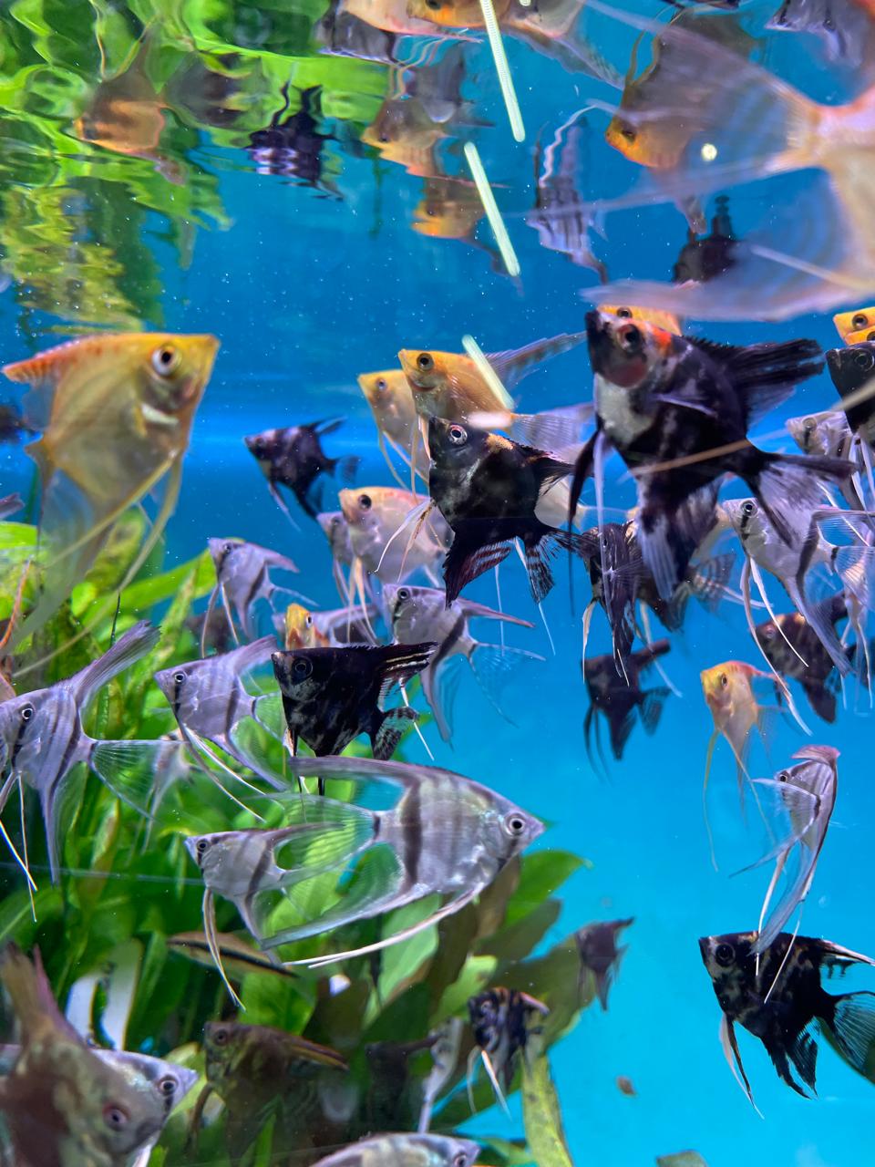 Скалярия ассорти (Pterophyllum scalare)