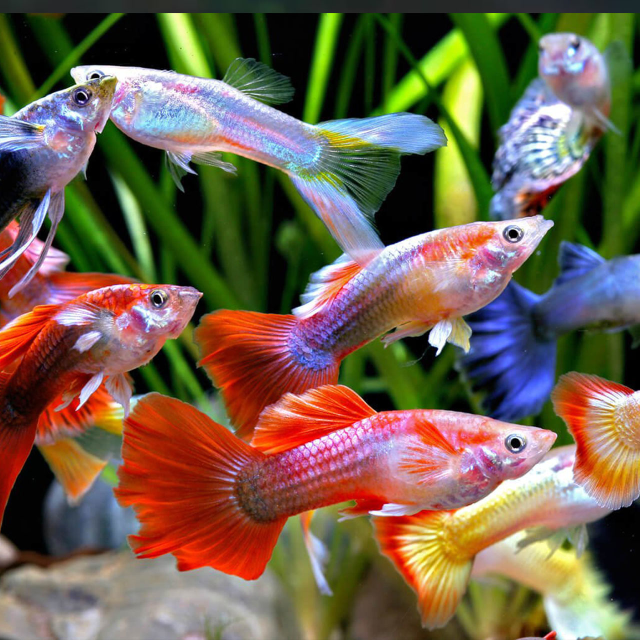 ГУППИ АССОРТИ (Poecilia reticulata) LUX