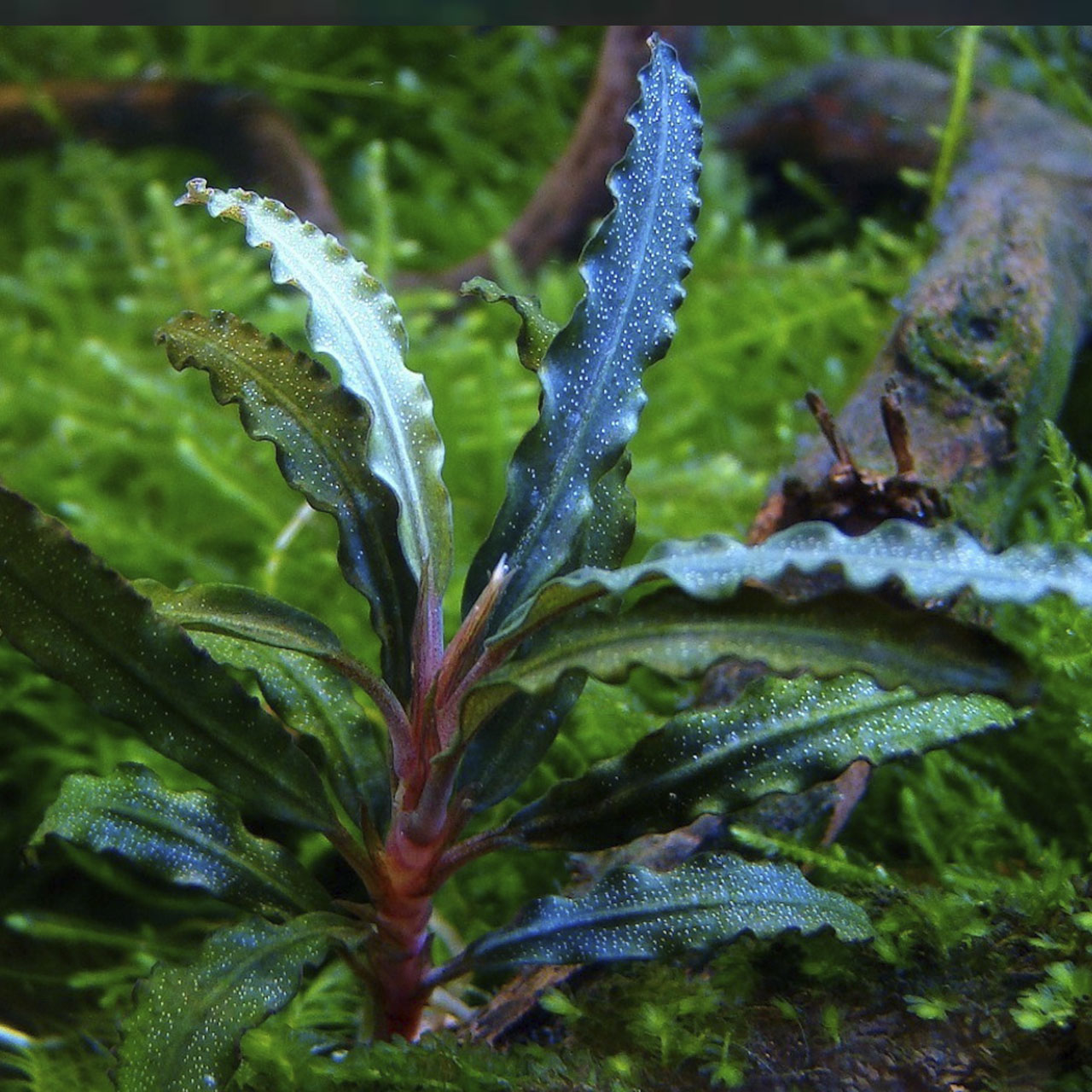БУЦЕФАЛАНДРА ВЕЛЬВЕТ (Bucephalandra sp. «Velvet») на лаве
