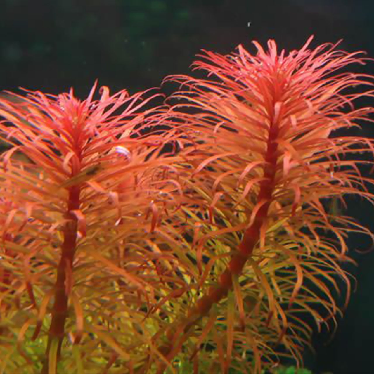 Людвигия пантанал (Ludwigia inclinata var. Verticillata «Pantanal»)