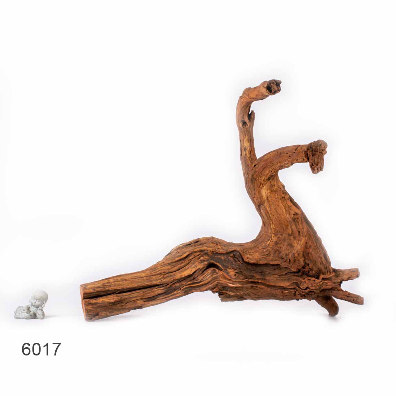 Коряга MASHA BLOOM "Железное дерево" затонувшая мангровая отборная 6017