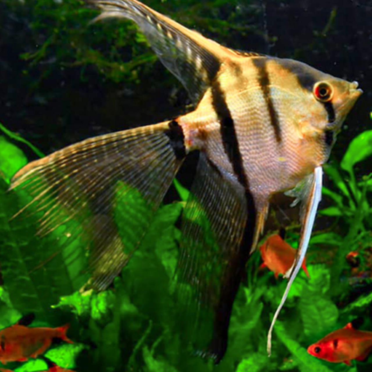 Скалярия Голубая зебра вуалевая (Pterophyllum scalare var.)