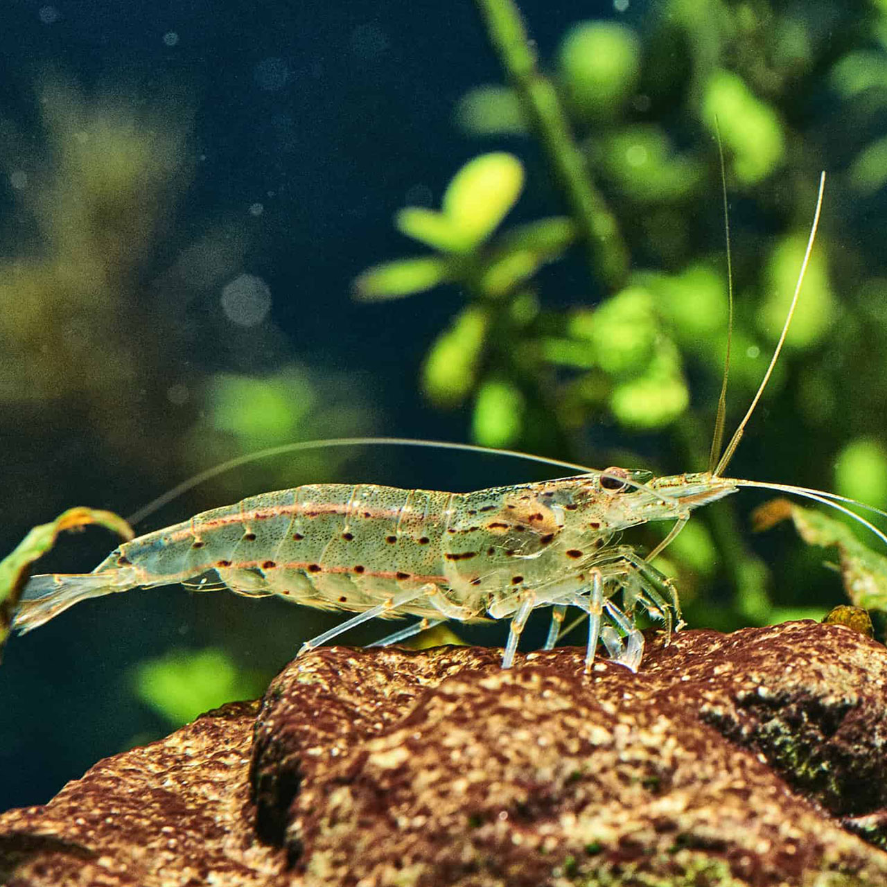 Креветка Амано австралийская (Australian Amano Shrimp / Caridina typus)