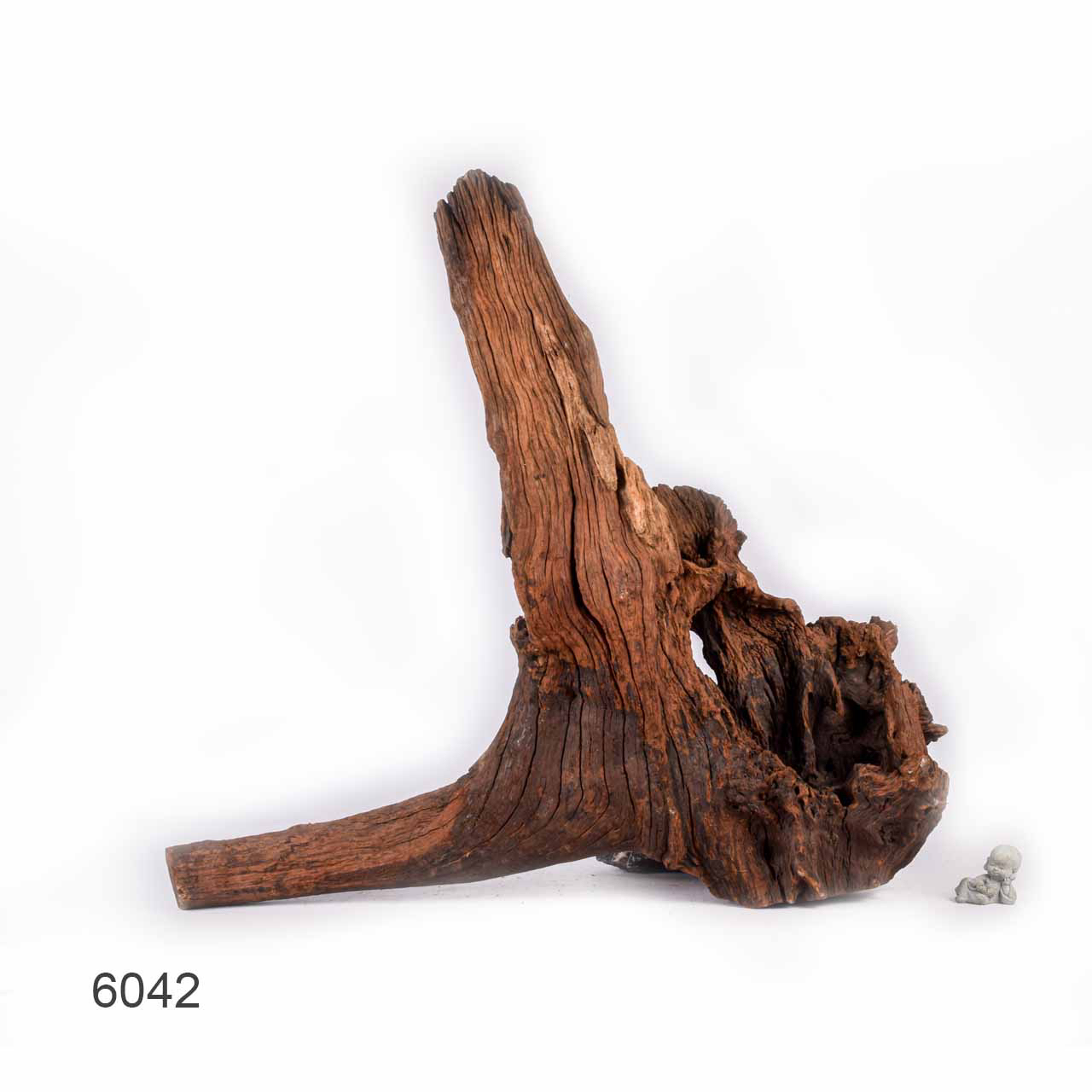 Коряга MASHA BLOOM "Железное дерево" затонувшая мангровая отборная 6042