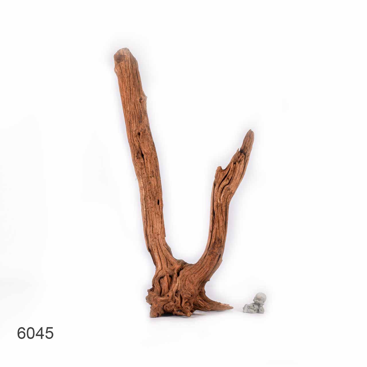 Коряга MASHA BLOOM "Железное дерево" затонувшая мангровая отборная 6045