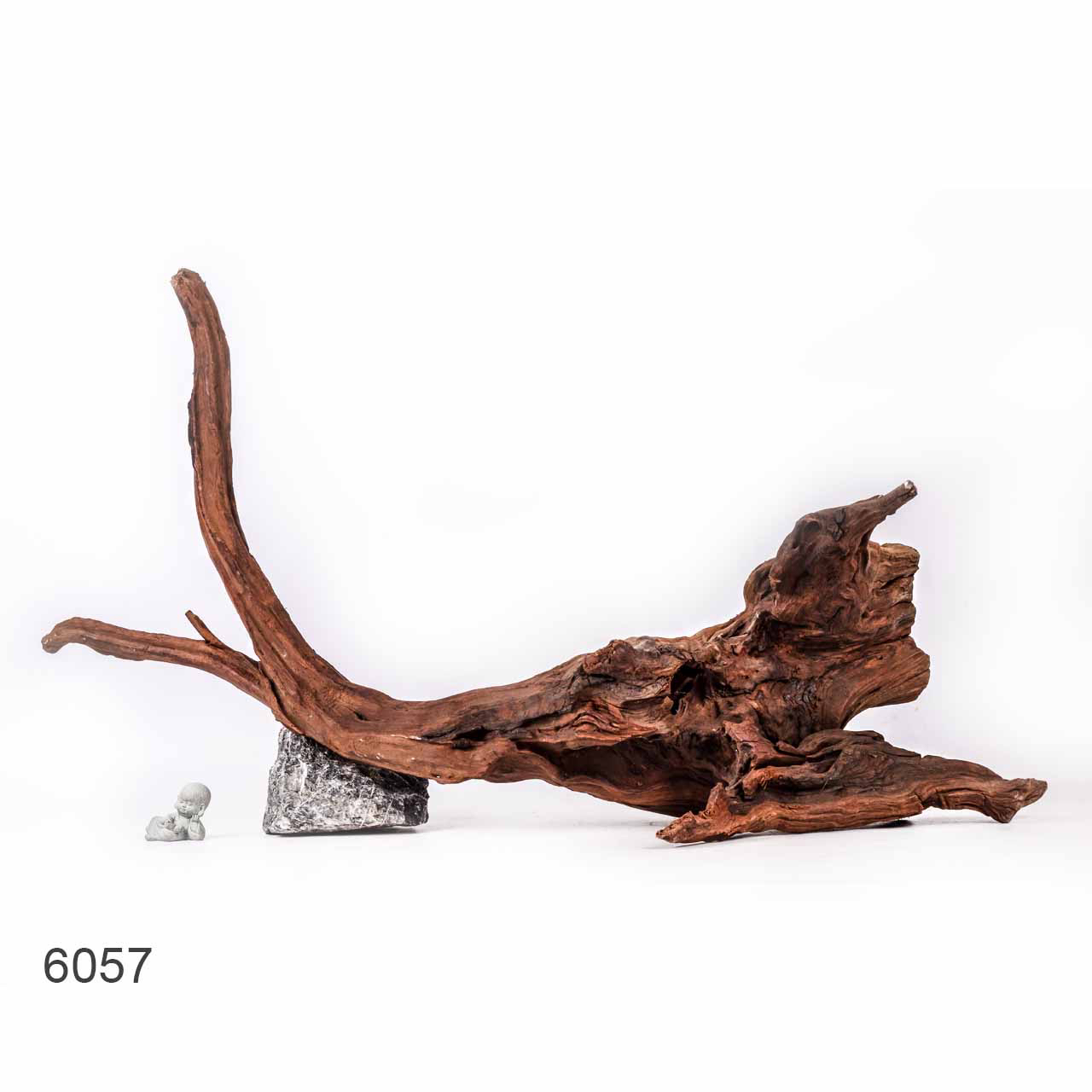 Коряга MASHA BLOOM "Железное дерево" затонувшая мангровая отборная 6057