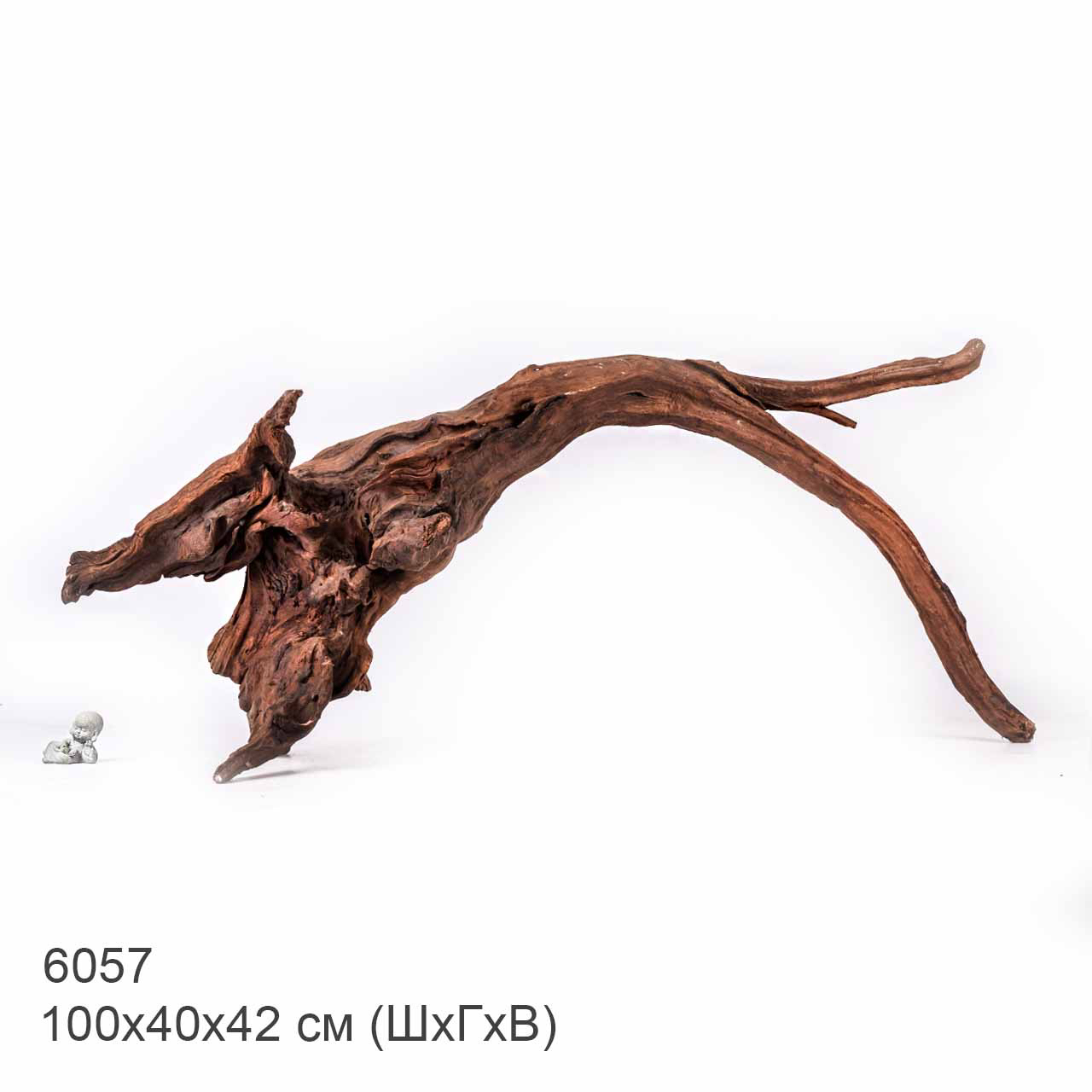 Коряга MASHA BLOOM "Железное дерево" затонувшая мангровая отборная 6057