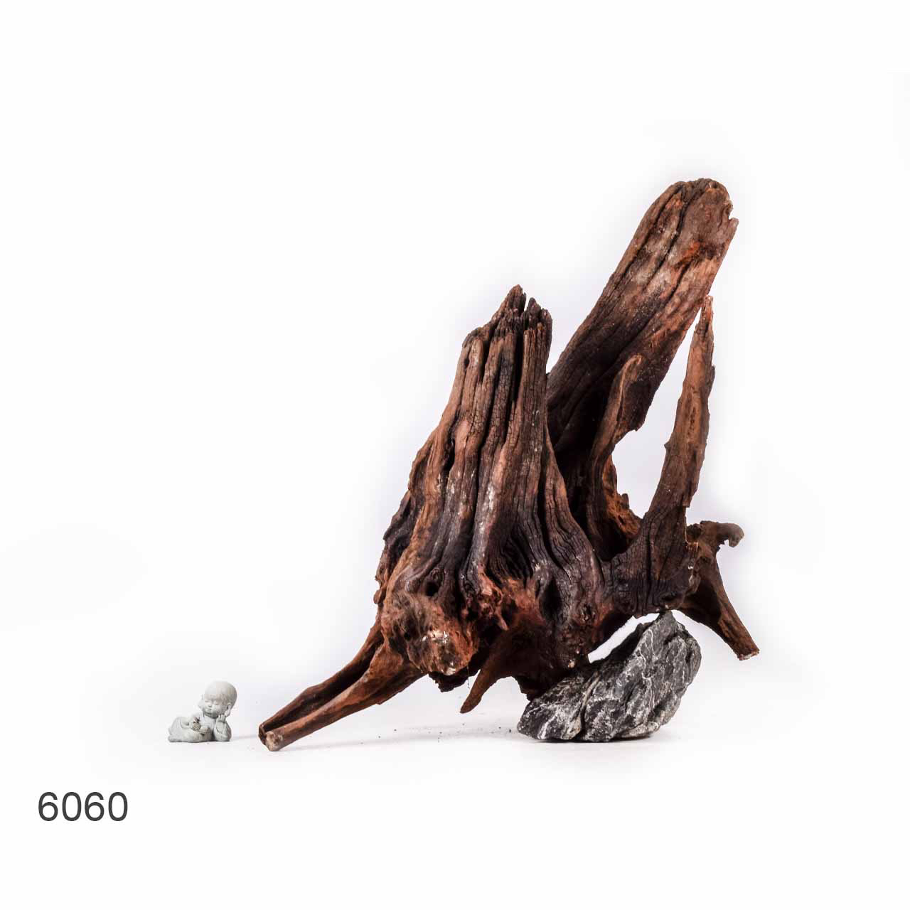 Коряга MASHA BLOOM "Железное дерево" затонувшая мангровая отборная 6060