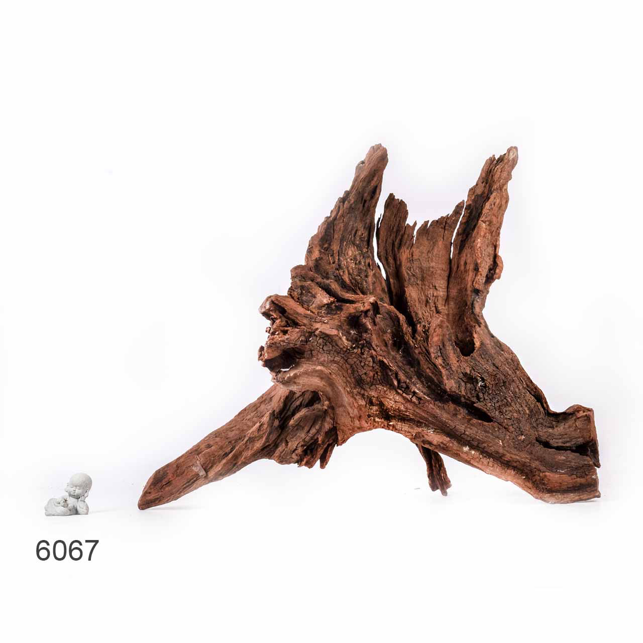 Коряга MASHA BLOOM "Железное дерево" затонувшая мангровая отборная 6067