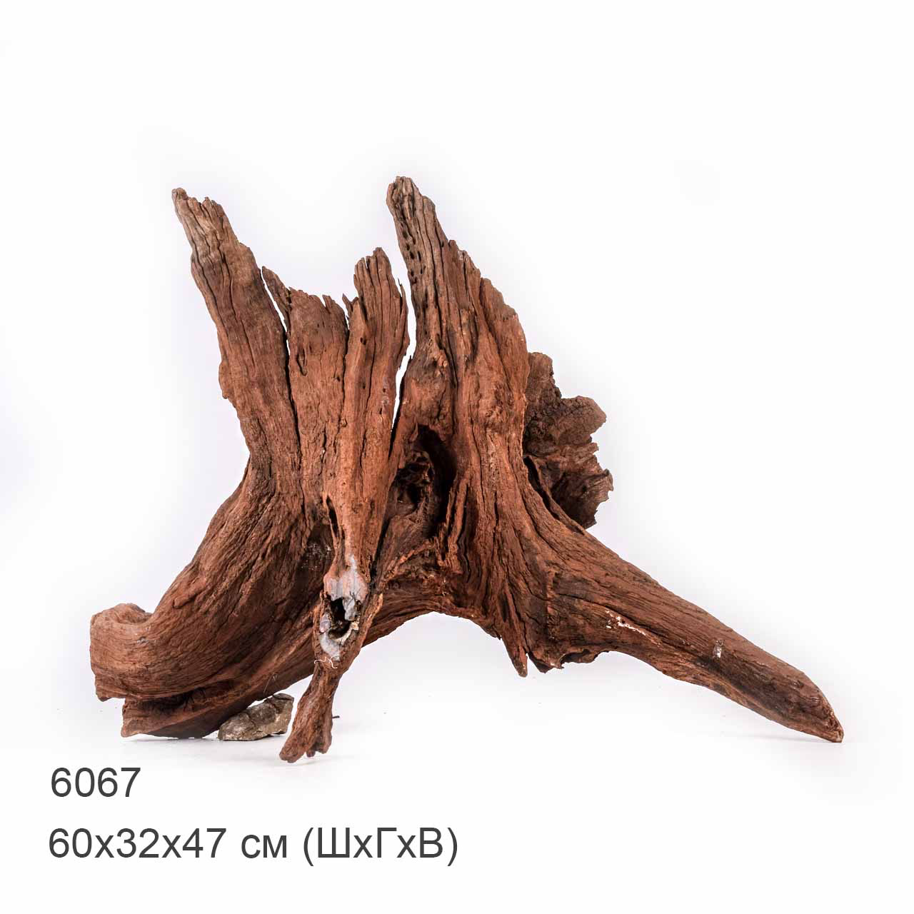 Коряга MASHA BLOOM "Железное дерево" затонувшая мангровая отборная 6067