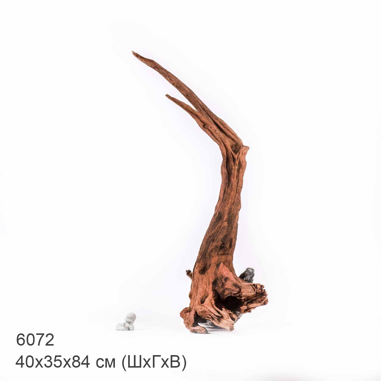 Коряга MASHA BLOOM "Железное дерево" затонувшая мангровая отборная 6072
