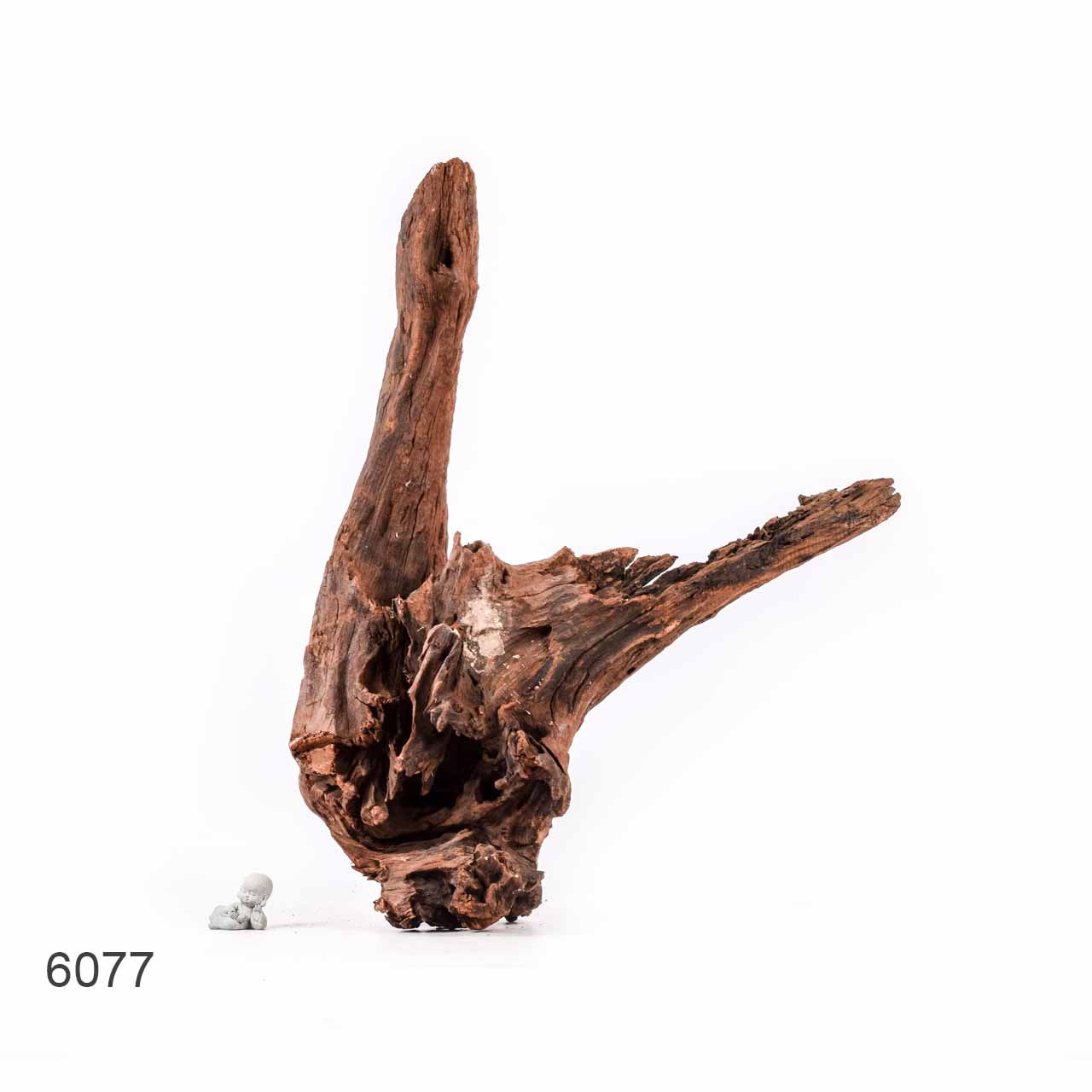 Коряга MASHA BLOOM "Железное дерево" затонувшая мангровая отборная 6077