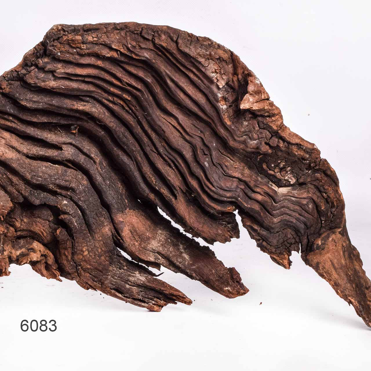 Коряга MASHA BLOOM "Железное дерево" затонувшая мангровая отборная 6083