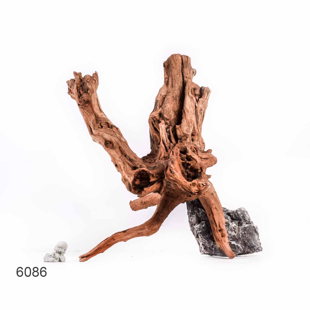 Коряга MASHA BLOOM "Железное дерево" затонувшая мангровая отборная 6086