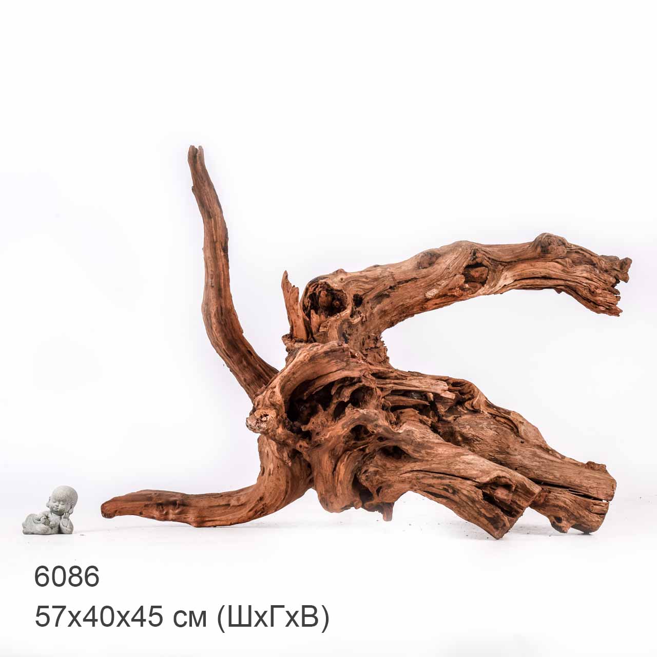 Коряга MASHA BLOOM "Железное дерево" затонувшая мангровая отборная 6086