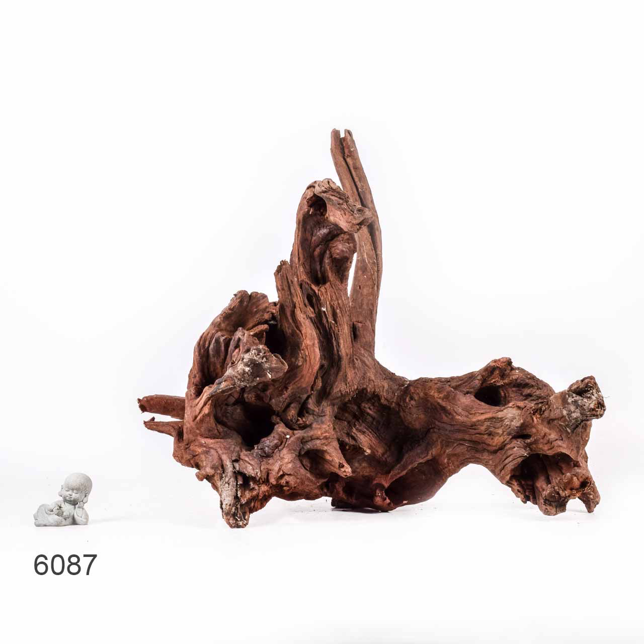 Коряга MASHA BLOOM "Железное дерево" затонувшая мангровая отборная 6087