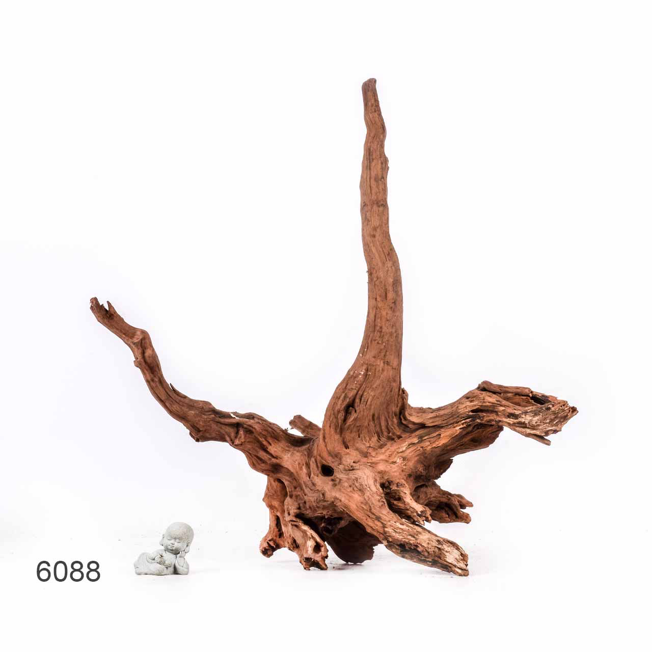 Коряга MASHA BLOOM "Железное дерево" затонувшая мангровая отборная 6088