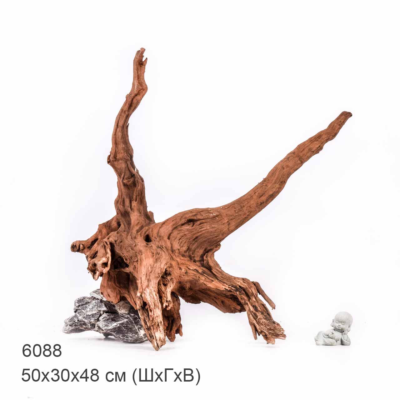 Коряга MASHA BLOOM "Железное дерево" затонувшая мангровая отборная 6088
