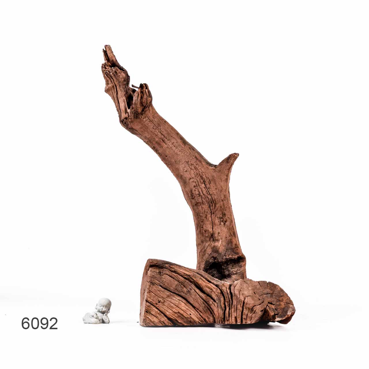 Коряга MASHA BLOOM "Железное дерево" затонувшая мангровая отборная 6092