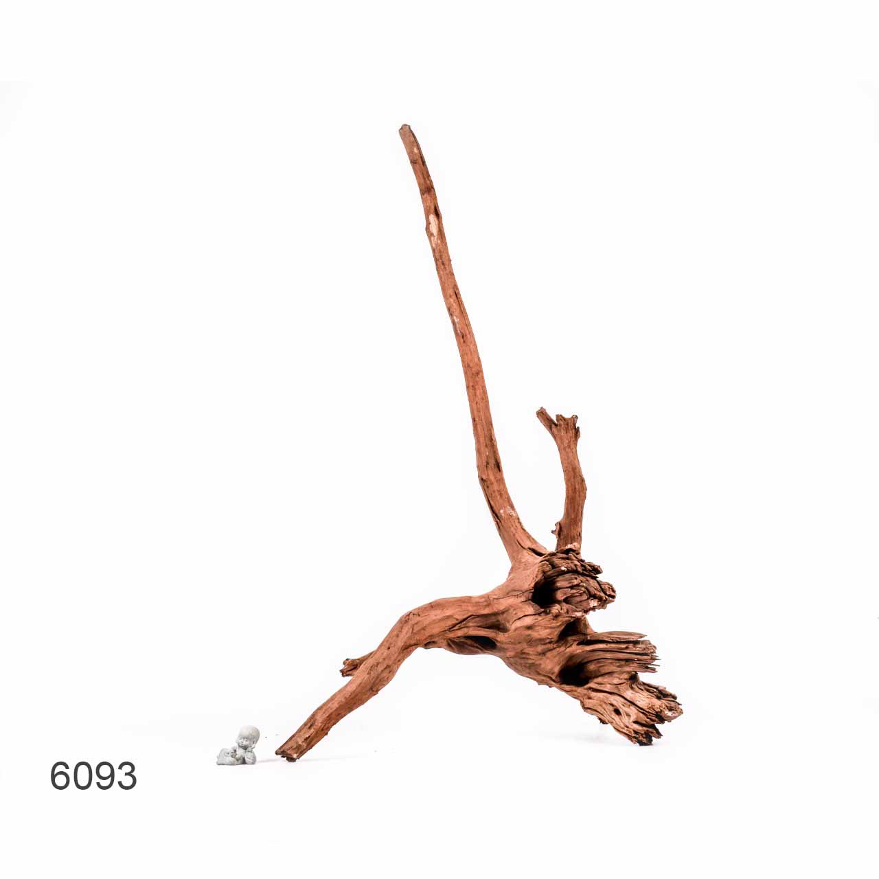 Коряга MASHA BLOOM "Железное дерево" затонувшая мангровая отборная 6093