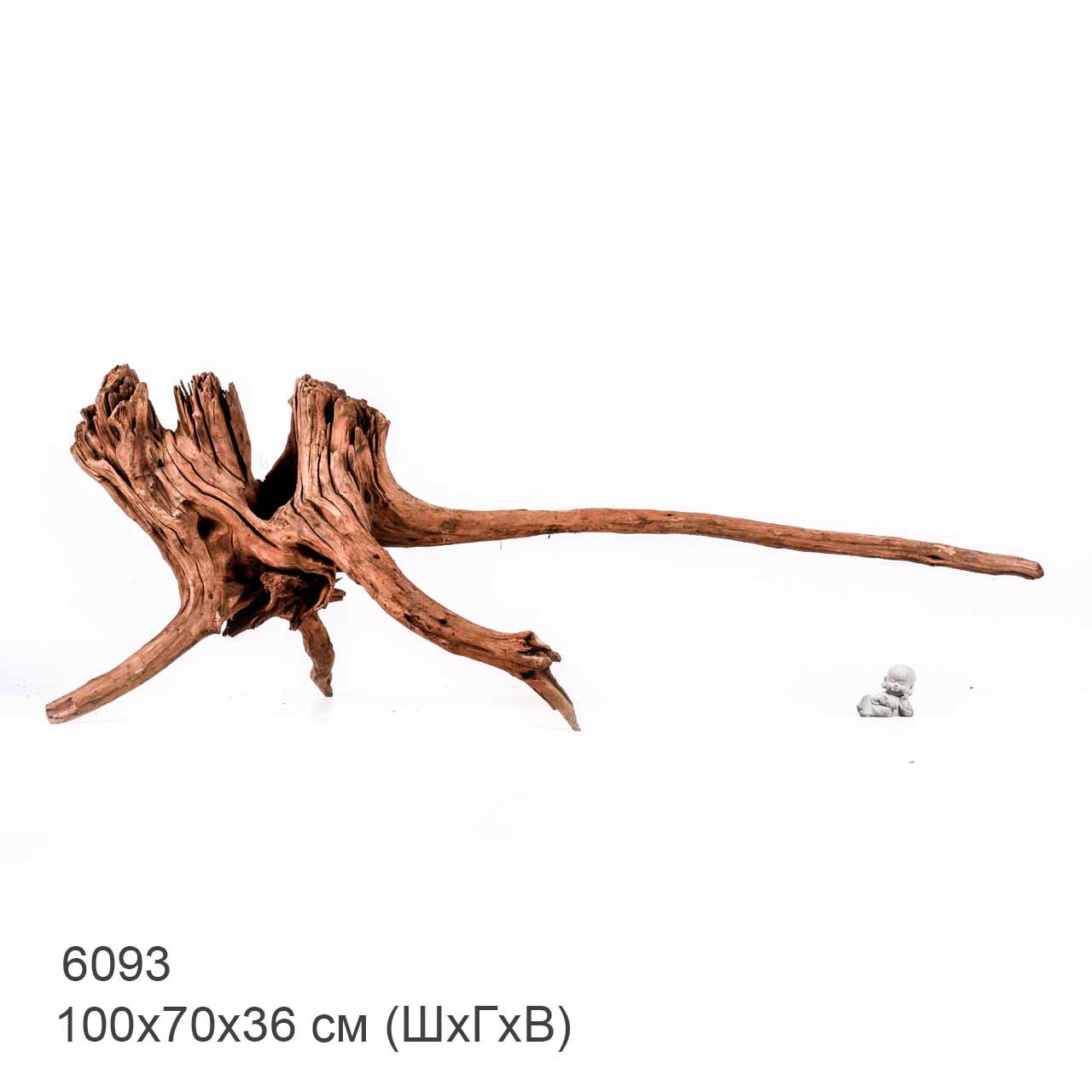 Коряга MASHA BLOOM "Железное дерево" затонувшая мангровая отборная 6093