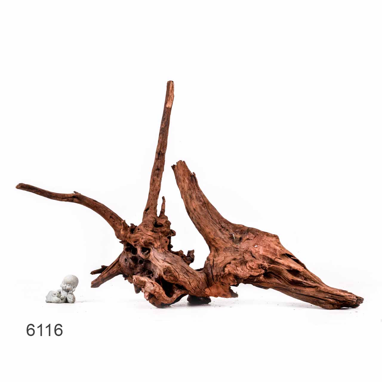 Коряга MASHA BLOOM "Железное дерево" затонувшая мангровая отборная 6116