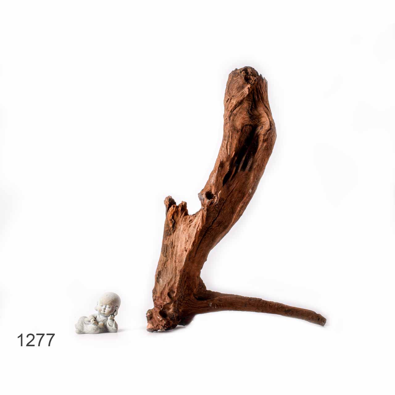 Коряга MASHA BLOOM "Железное дерево" затонувшая мангровая L - 1277