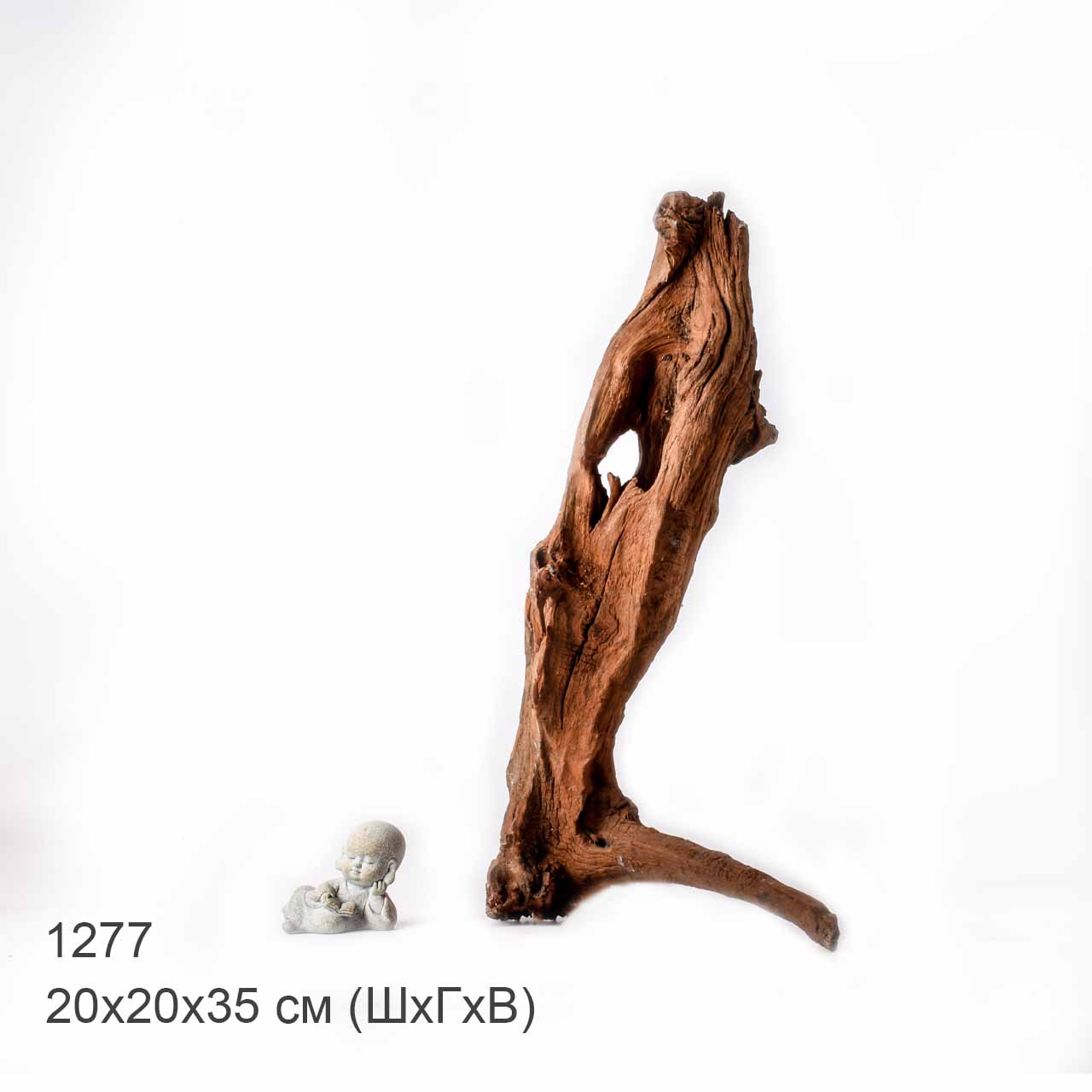 Коряга MASHA BLOOM "Железное дерево" затонувшая мангровая L - 1277