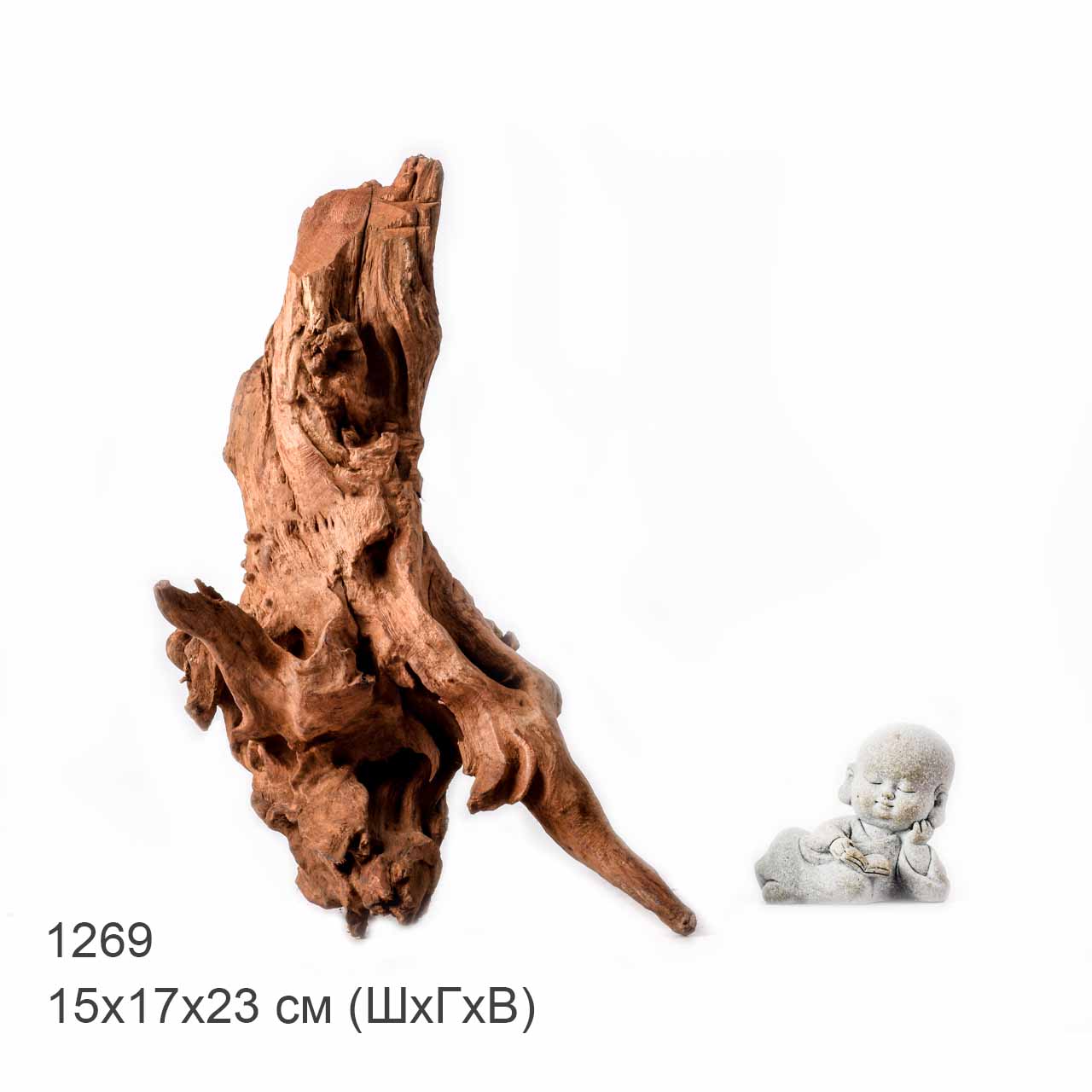 Коряга MASHA BLOOM "Железное дерево" затонувшая мангровая L - 1269