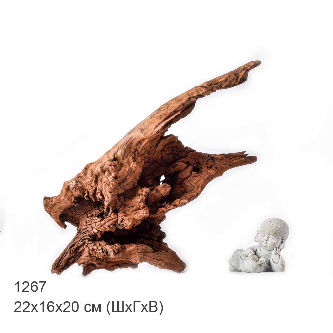 Коряга MASHA BLOOM "Железное дерево" затонувшая мангровая L - 1267