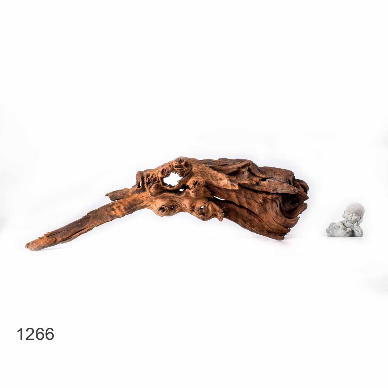 Коряга MASHA BLOOM "Железное дерево" затонувшая мангровая L - 1266