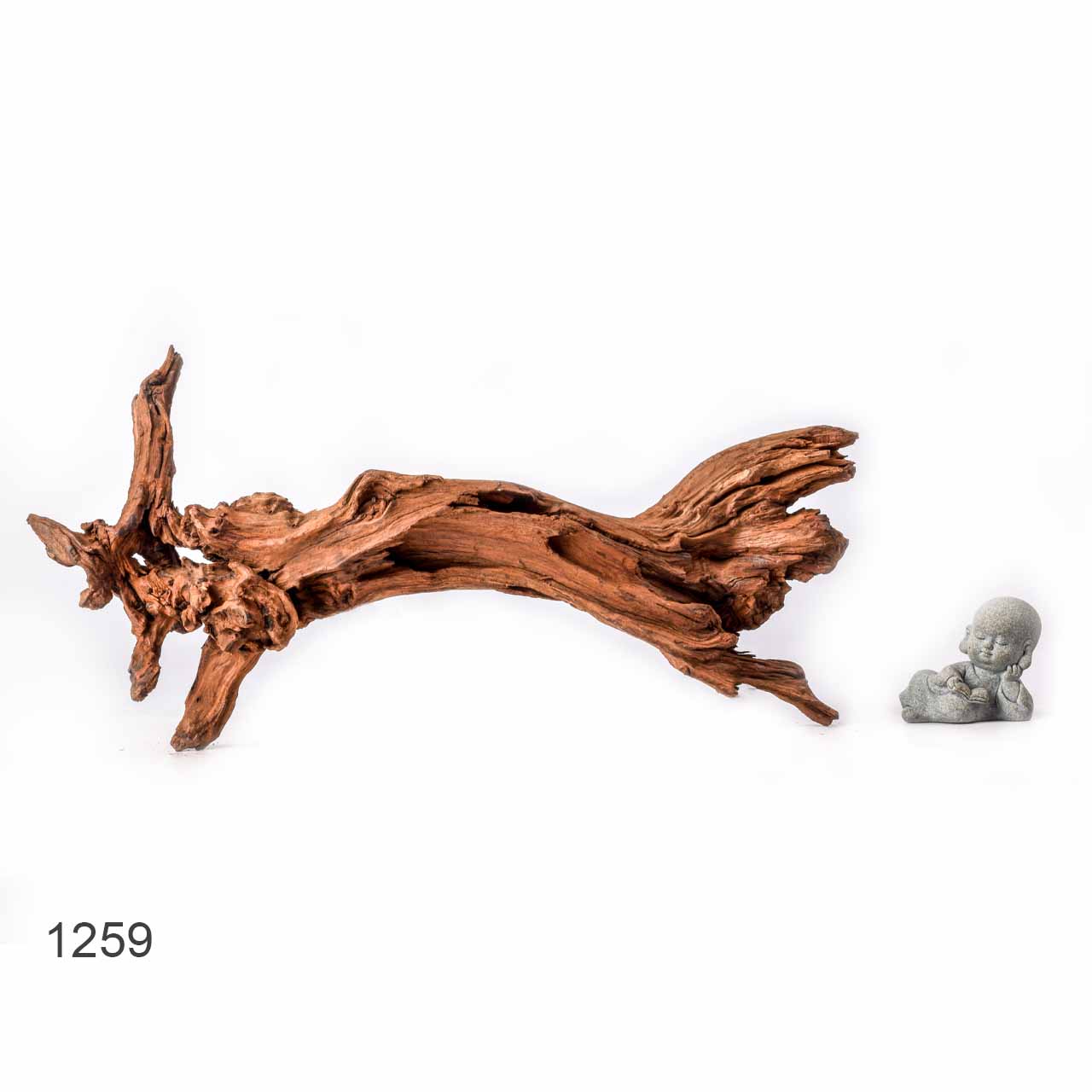 Коряга MASHA BLOOM "Железное дерево" затонувшая мангровая L - 1259