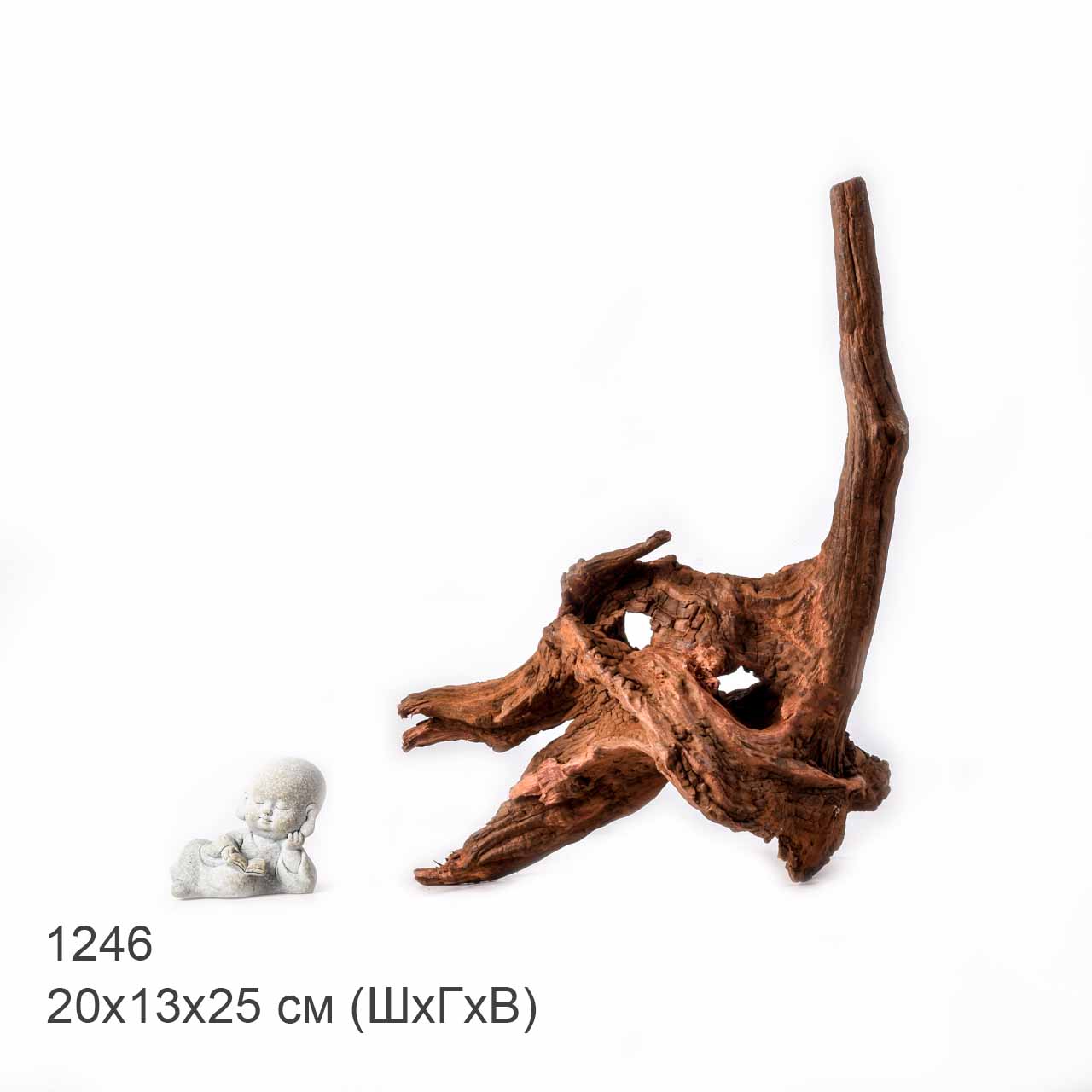 Коряга MASHA BLOOM "Железное дерево" затонувшая мангровая L - 1246