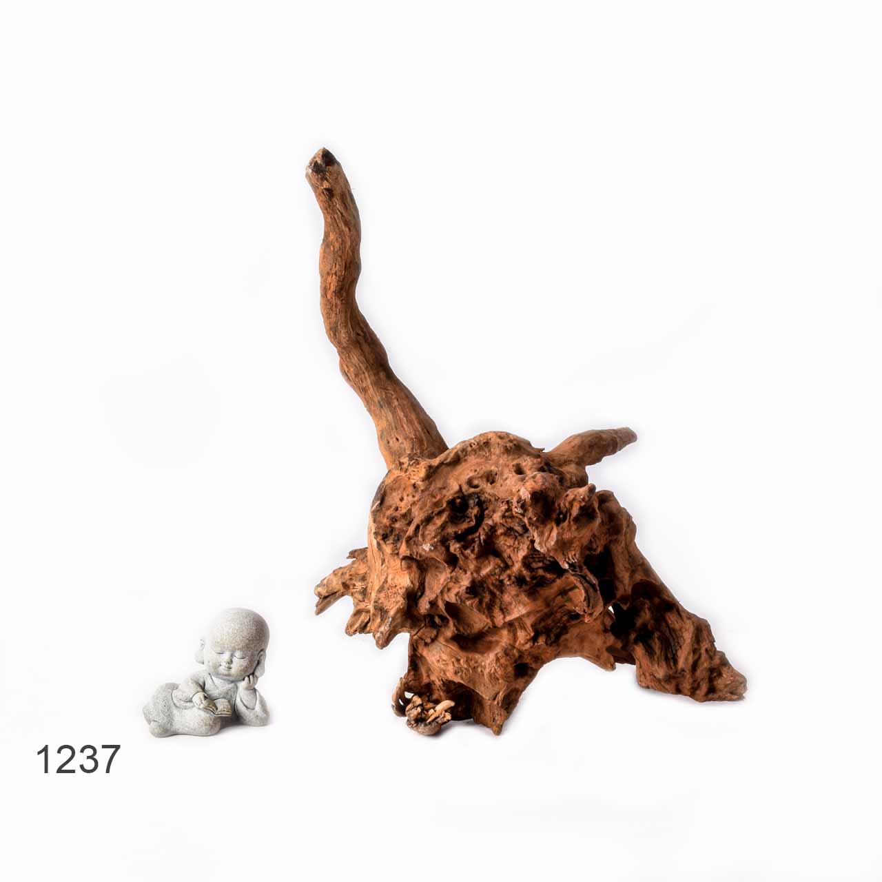 Коряга MASHA BLOOM "Железное дерево" затонувшая мангровая L - 1237