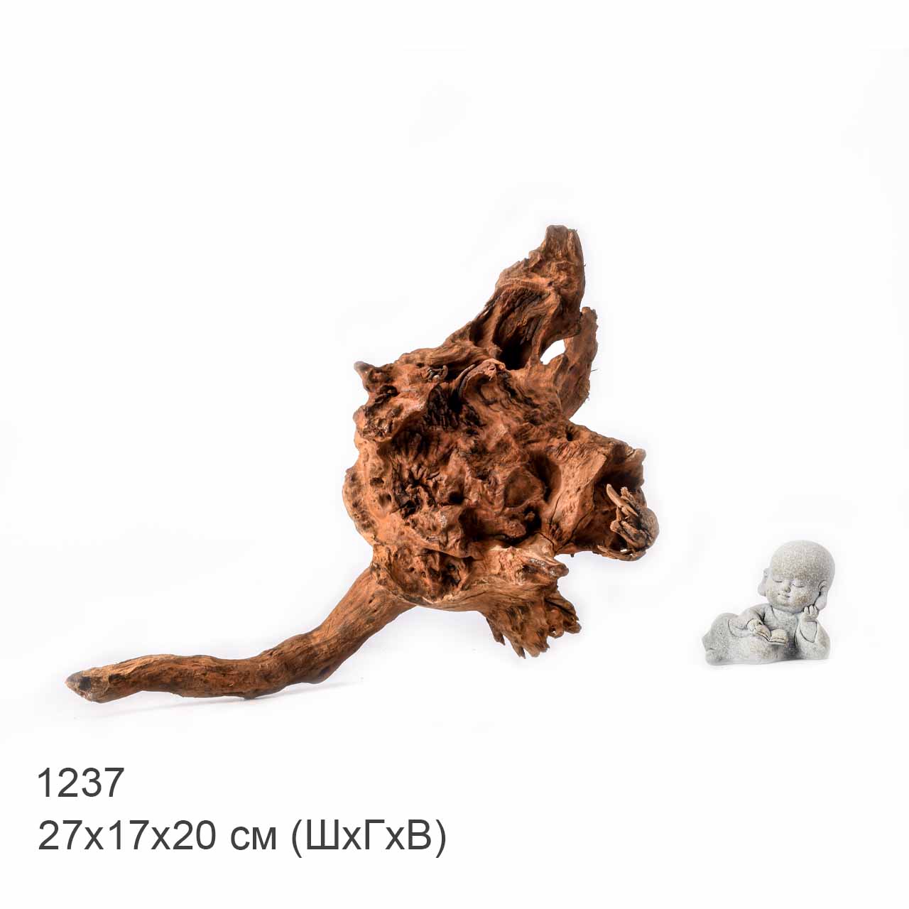 Коряга MASHA BLOOM "Железное дерево" затонувшая мангровая L - 1237