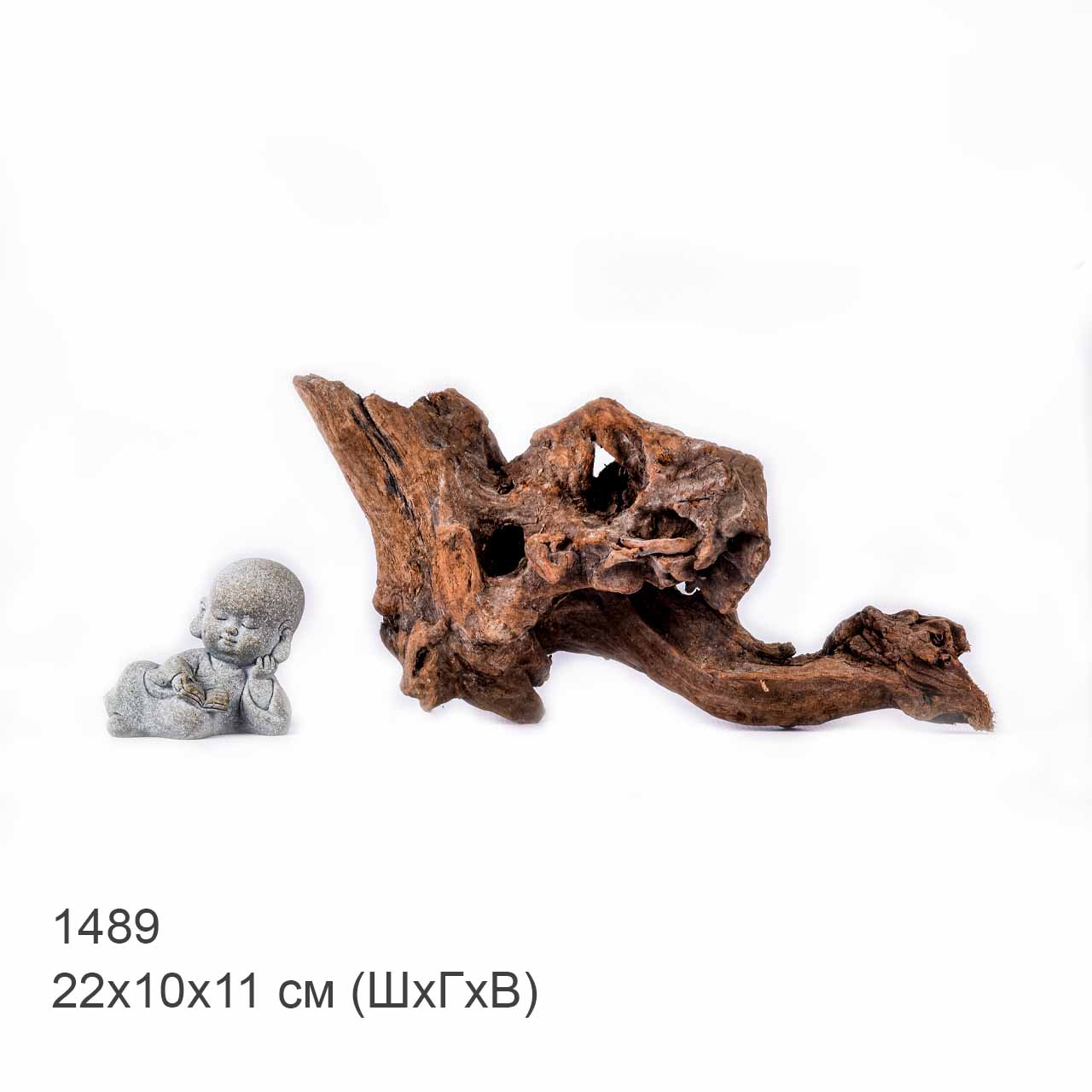 Коряга MASHA BLOOM "Железное дерево" затонувшая мангровая S - 1489