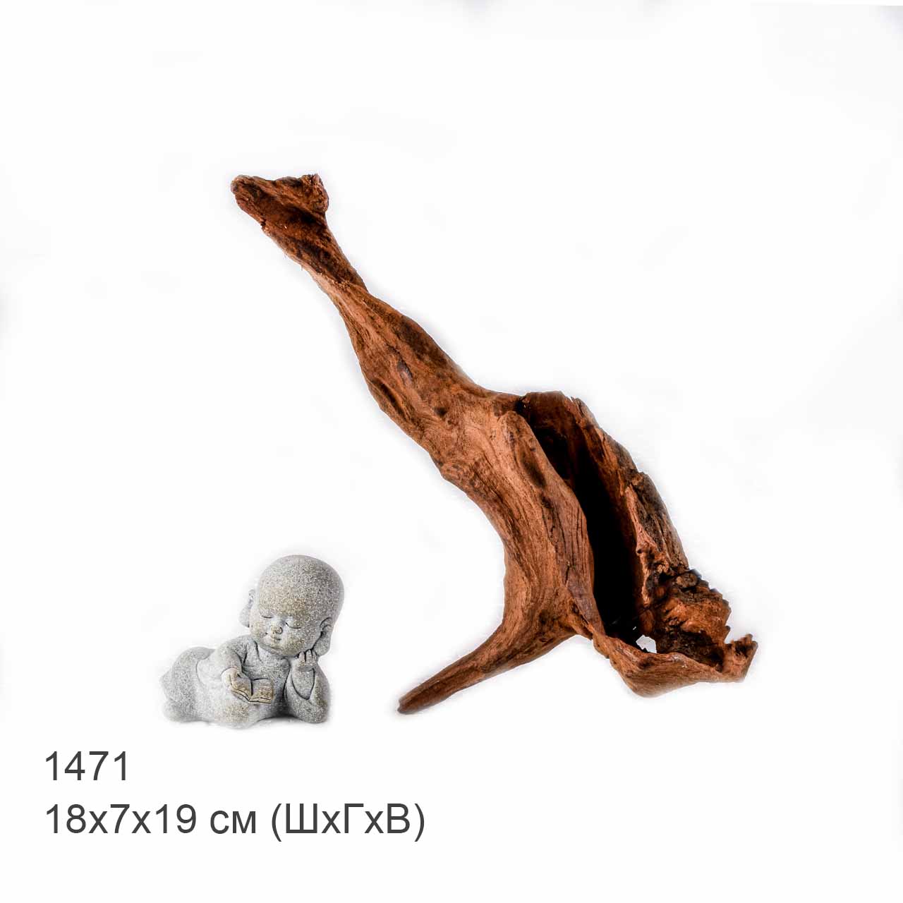 Коряга MASHA BLOOM "Железное дерево" затонувшая мангровая S - 1471