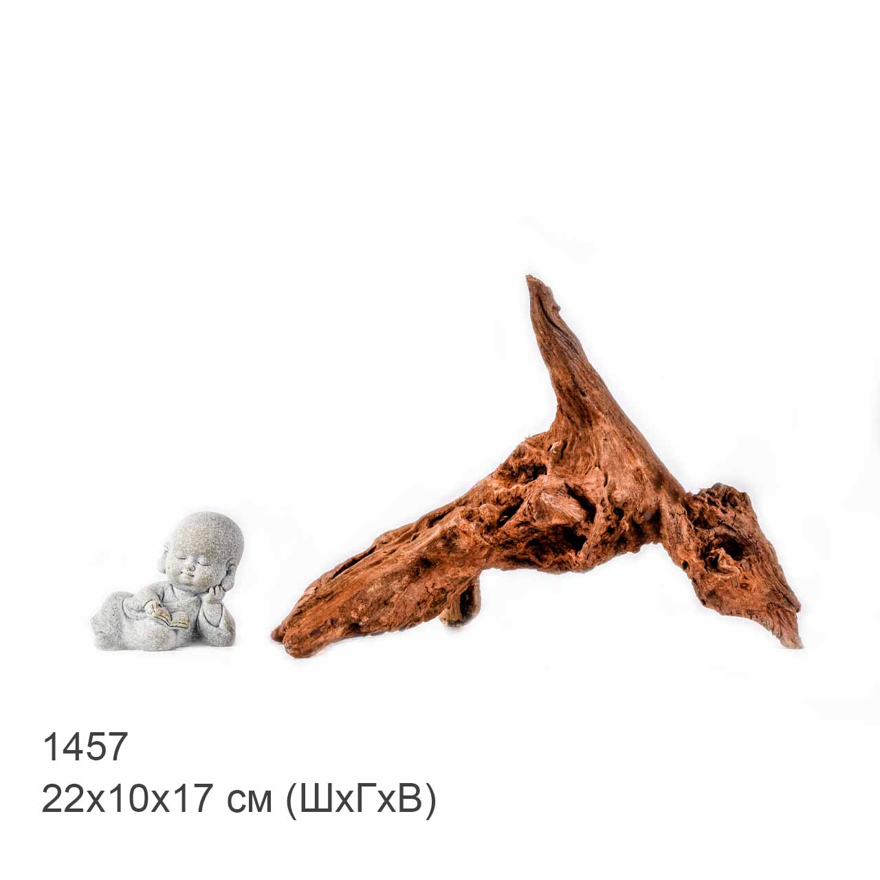 Коряга MASHA BLOOM "Железное дерево" затонувшая мангровая S - 1457