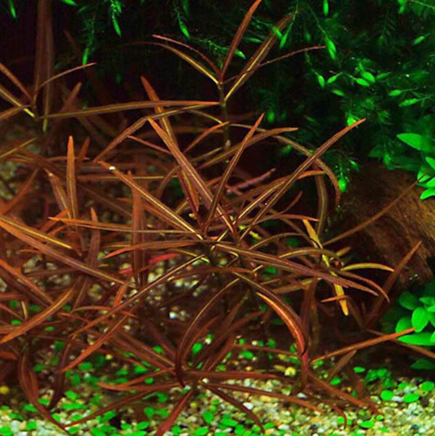 ГИГРОФИЛА АРАГВАЯ (Hygrophila sp. Araguaia) на лаве