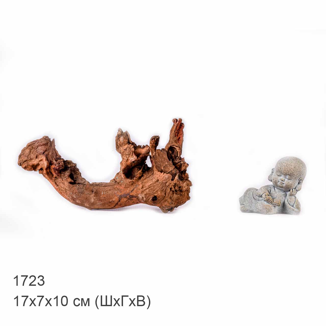 Коряга MASHA BLOOM "Железное дерево" затонувшая мангровая XS - 1723