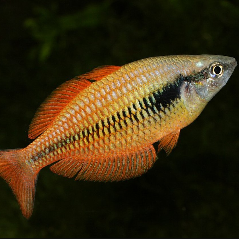 Радужница парва (Melanotaenia parva)