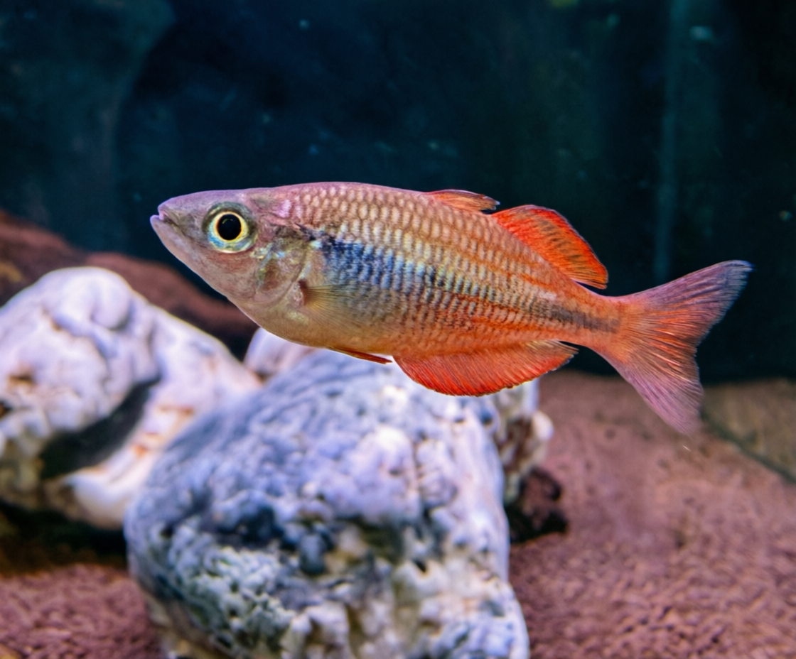 Радужница парва (Melanotaenia parva)