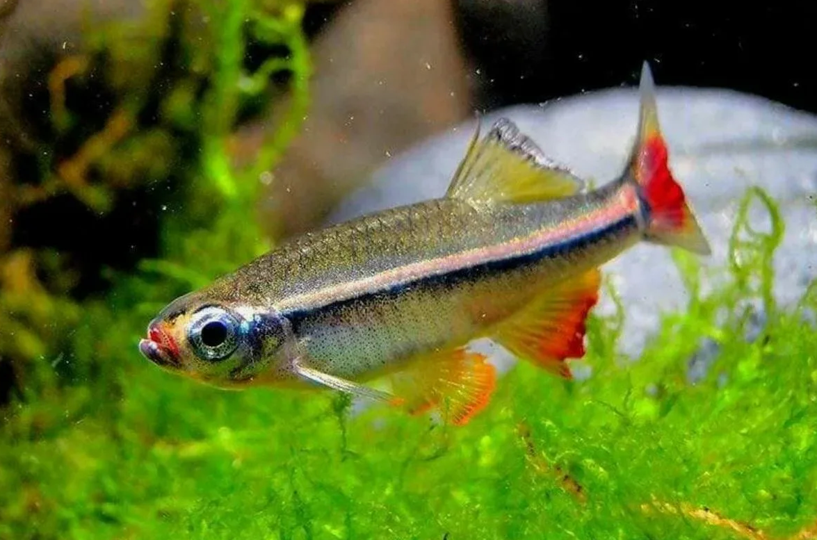 Кардинал вьетнамский (Tanichthys micagemmae)