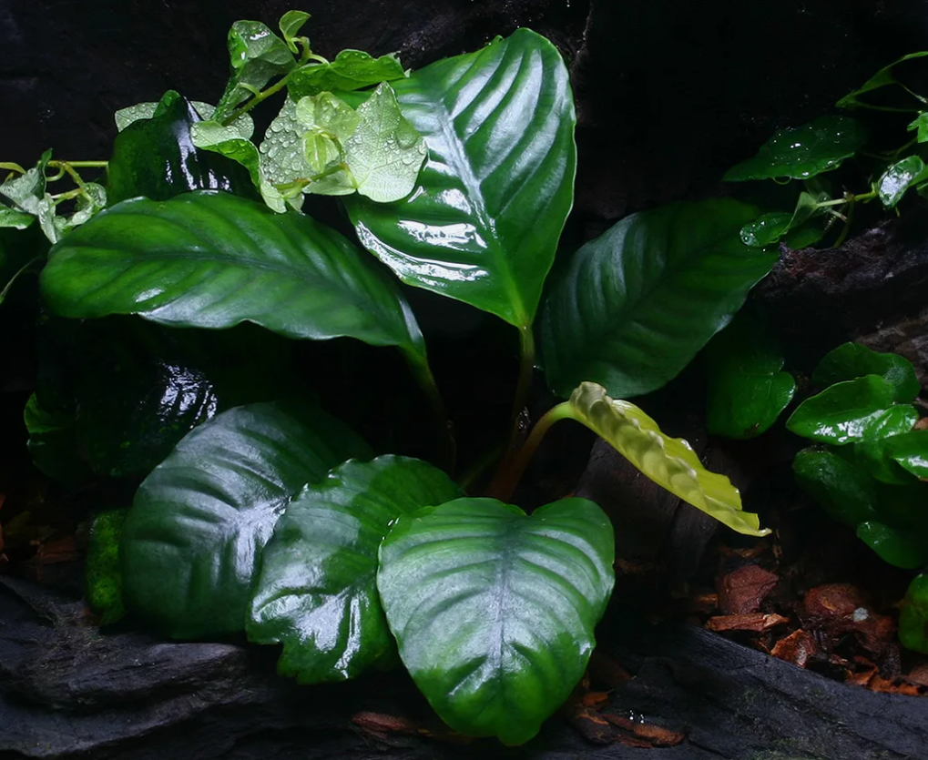 Анубиас бартера бартера (Anubias barteri var. barteri) в горшке