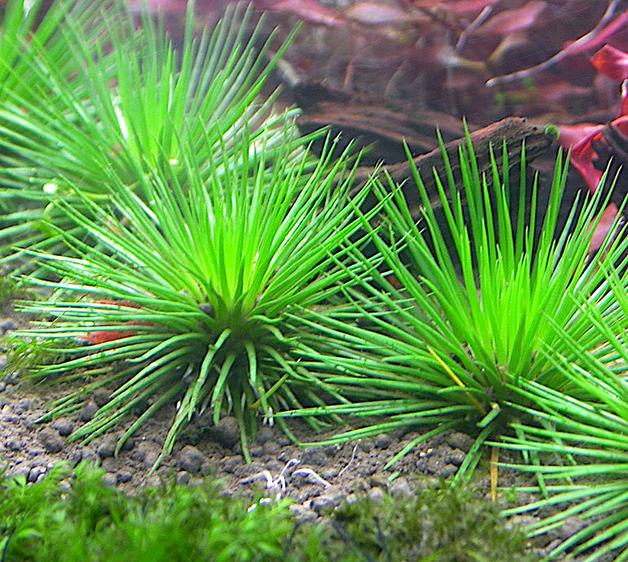 Эриокаулон Малаятор (Eriocaulon Malaytor)