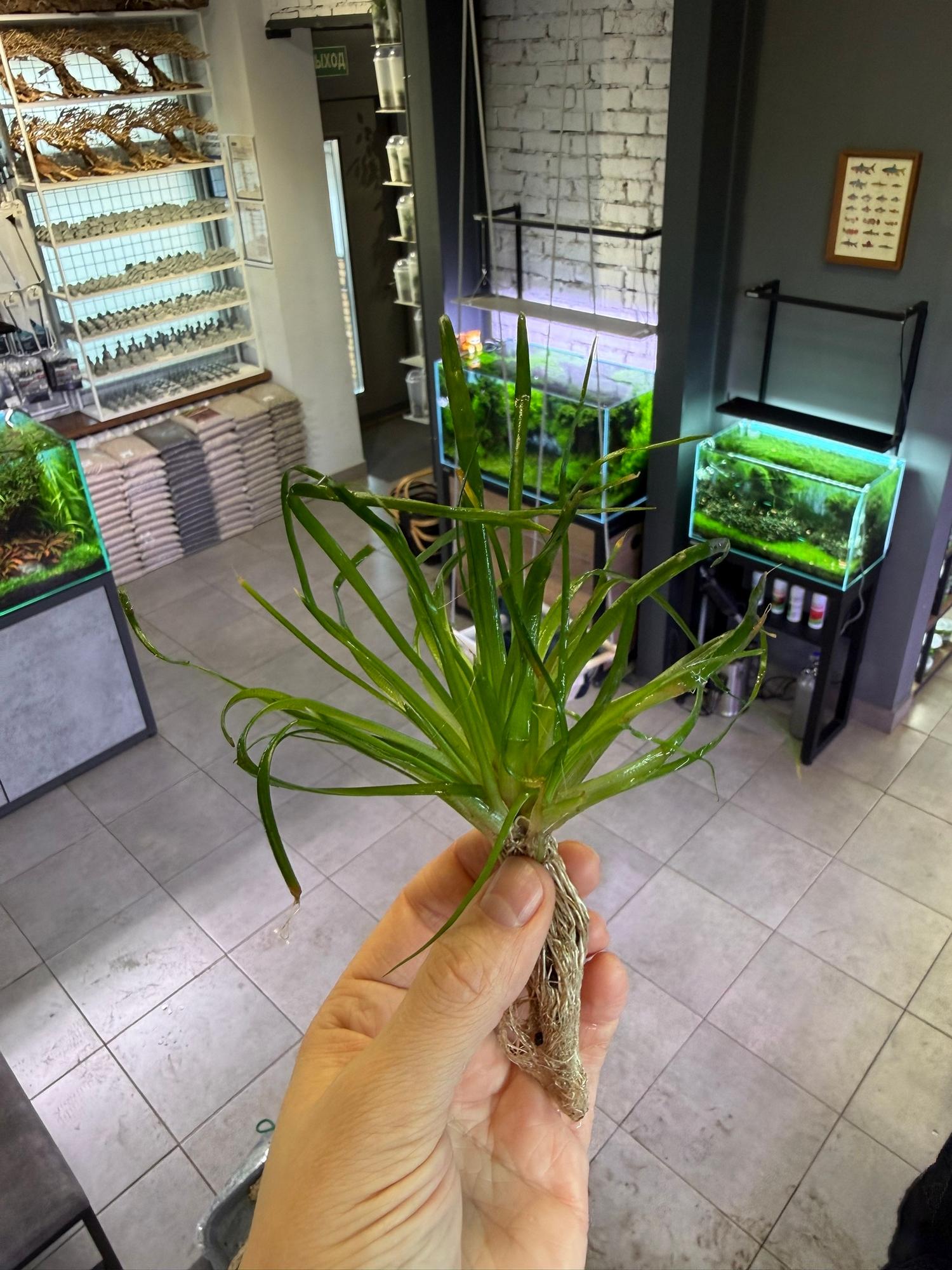 Эриокаулон Малаятор (Eriocaulon Malaytor)