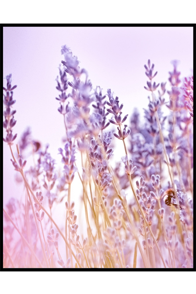 Постер Лавандовое поле  #1