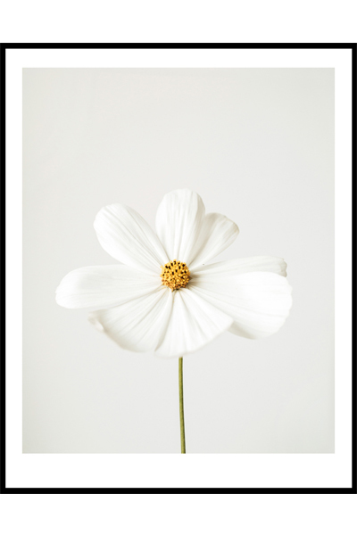 Постер Белый цветок