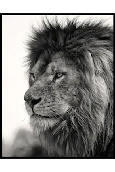 Постер Лев